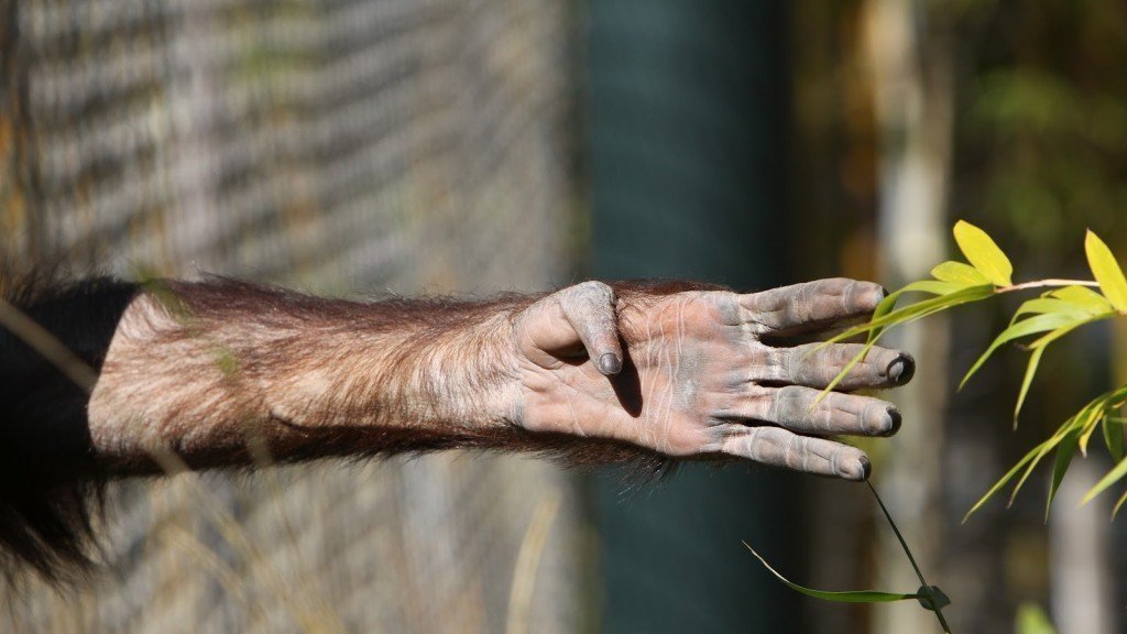 Petition · Stop Zoo culture India ·