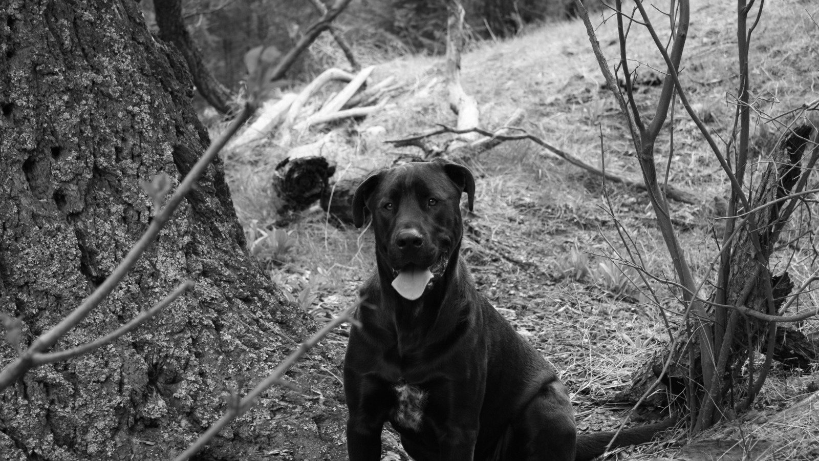 Petition · KPD Training in the handling of "Animals at Large" or "Vicious Dog" United States
