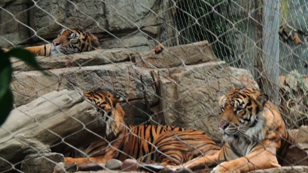 Petition · Rescue the Denver Aquarium Tigers! United States ·