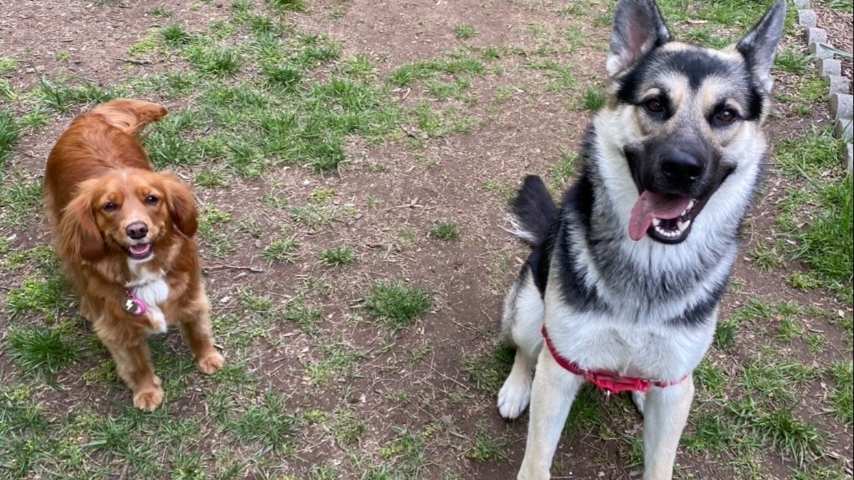 Petition · Allow Leashed Dogs in All Building Areas and Designate a Pet