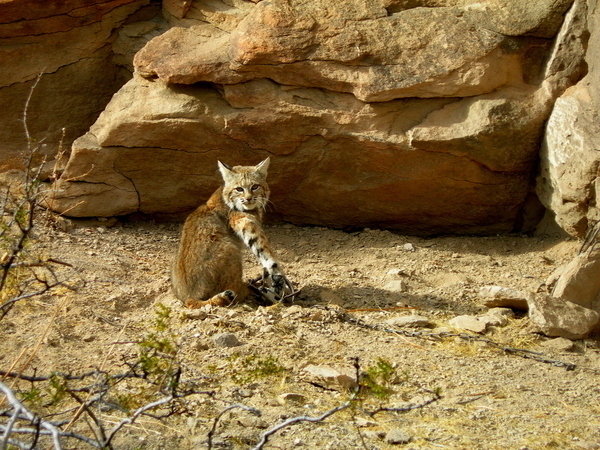 Petition STOP FUR TRAPPING IN LAS VEGAS Change