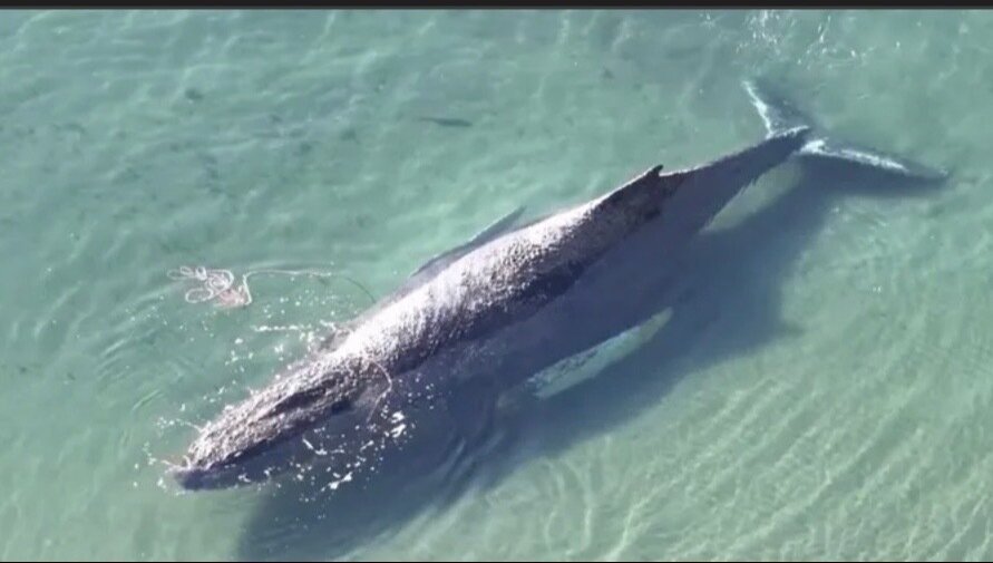 Petition · Übergebt Timmy den Buckelwal an den Ozean - Deutschland ...