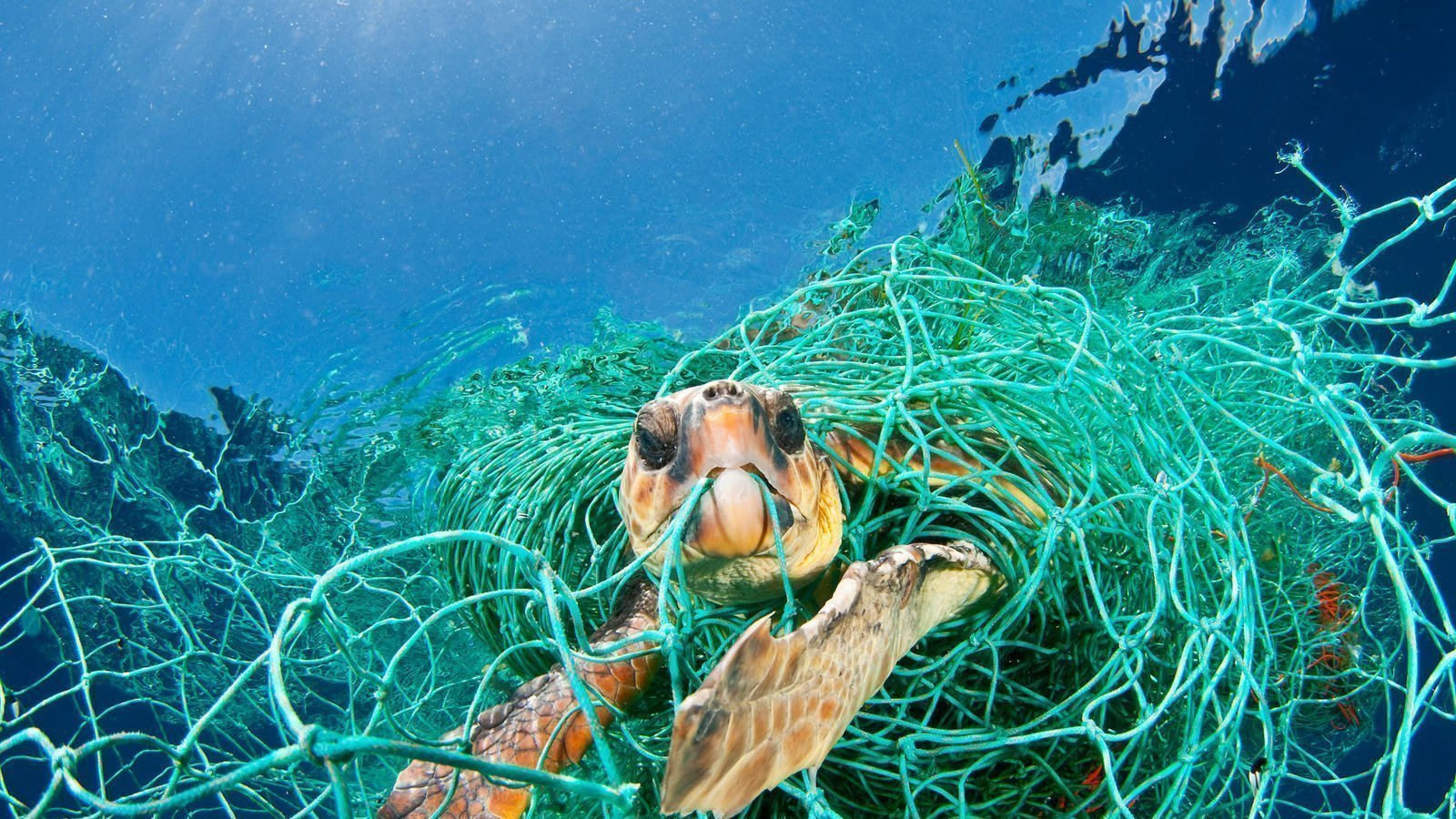 Petition · Remove Shark Nets From The Beach ·