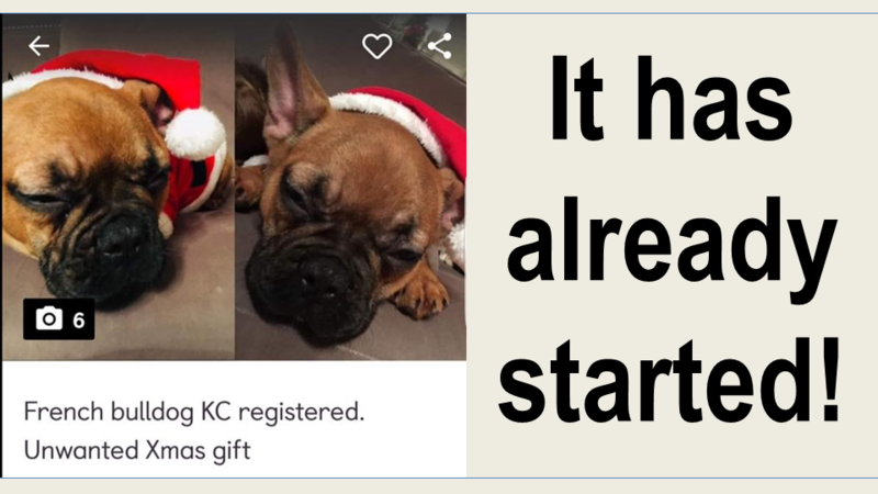 pets looking for homes