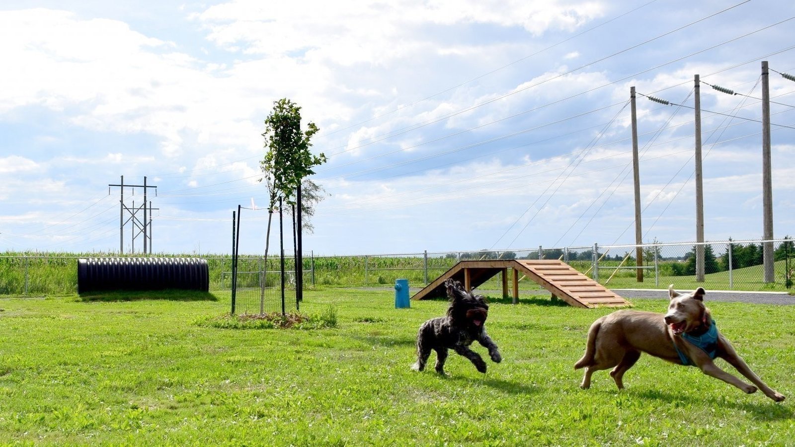 Pétition · Pour un parc à chiens à Rosemère Rosemère, Canada ·