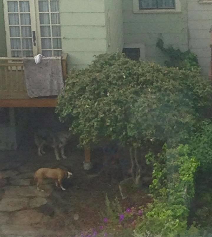 Petition · Investigate & charge abuse dog owner in video with animal ...