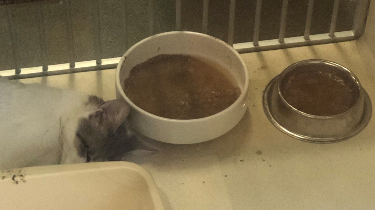 Petition · NEVADA HUMANE SOCIETY NEEDS AN ACCOUNTABLE BOARD THAT PUTS