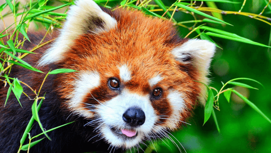 Petition Prevent Animals From Going Extinct Change