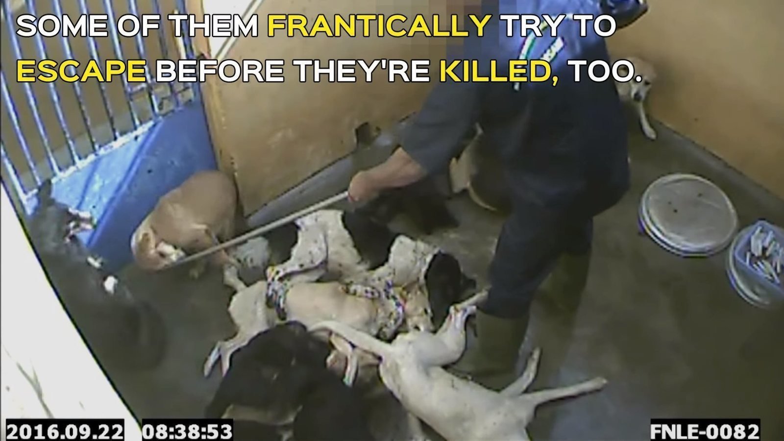 Petition · Stop the cruel slaughter of Dogs in Mauritius Australia