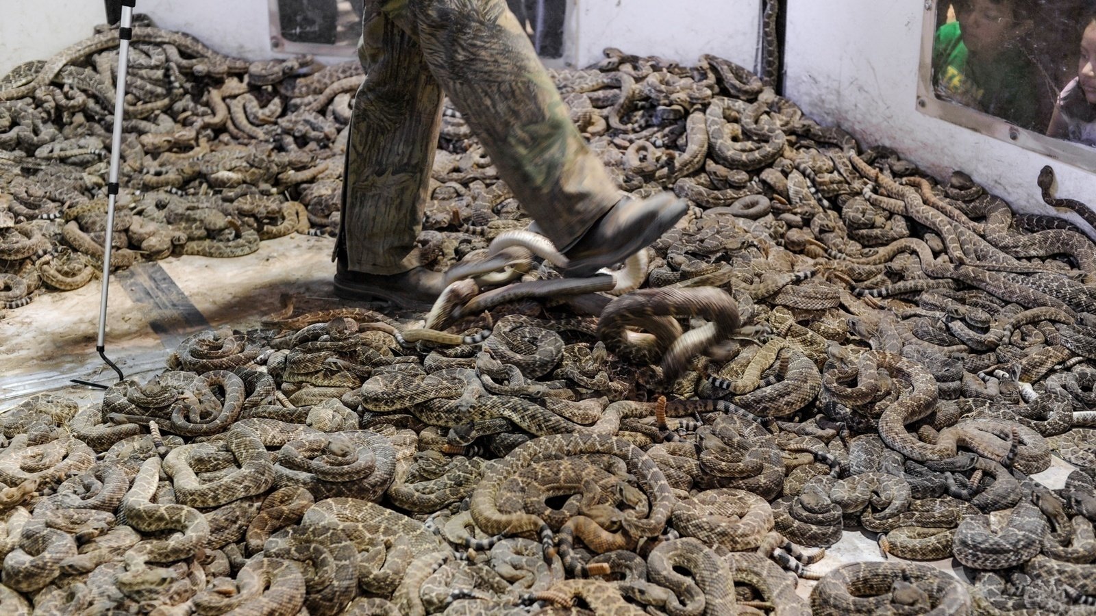 Petition · Put a ban on all rattlesnake roundups! United States