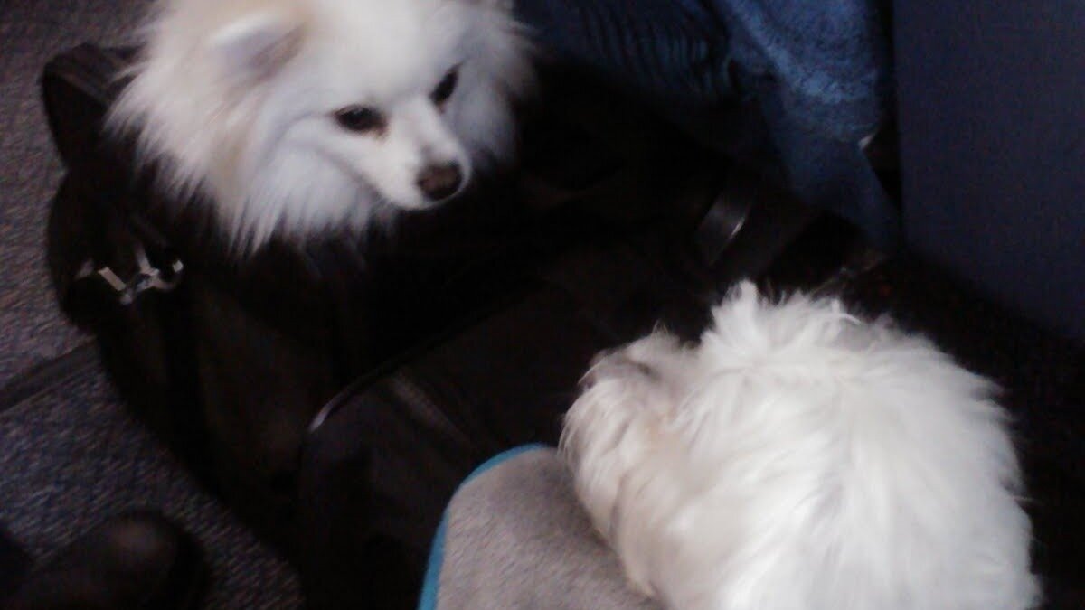 Petition · Lufthansa’s new policy prohibiting pets in cabin United