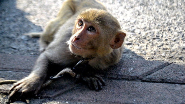 Petition · Ban Primate Testing in the United States! - Washington ...