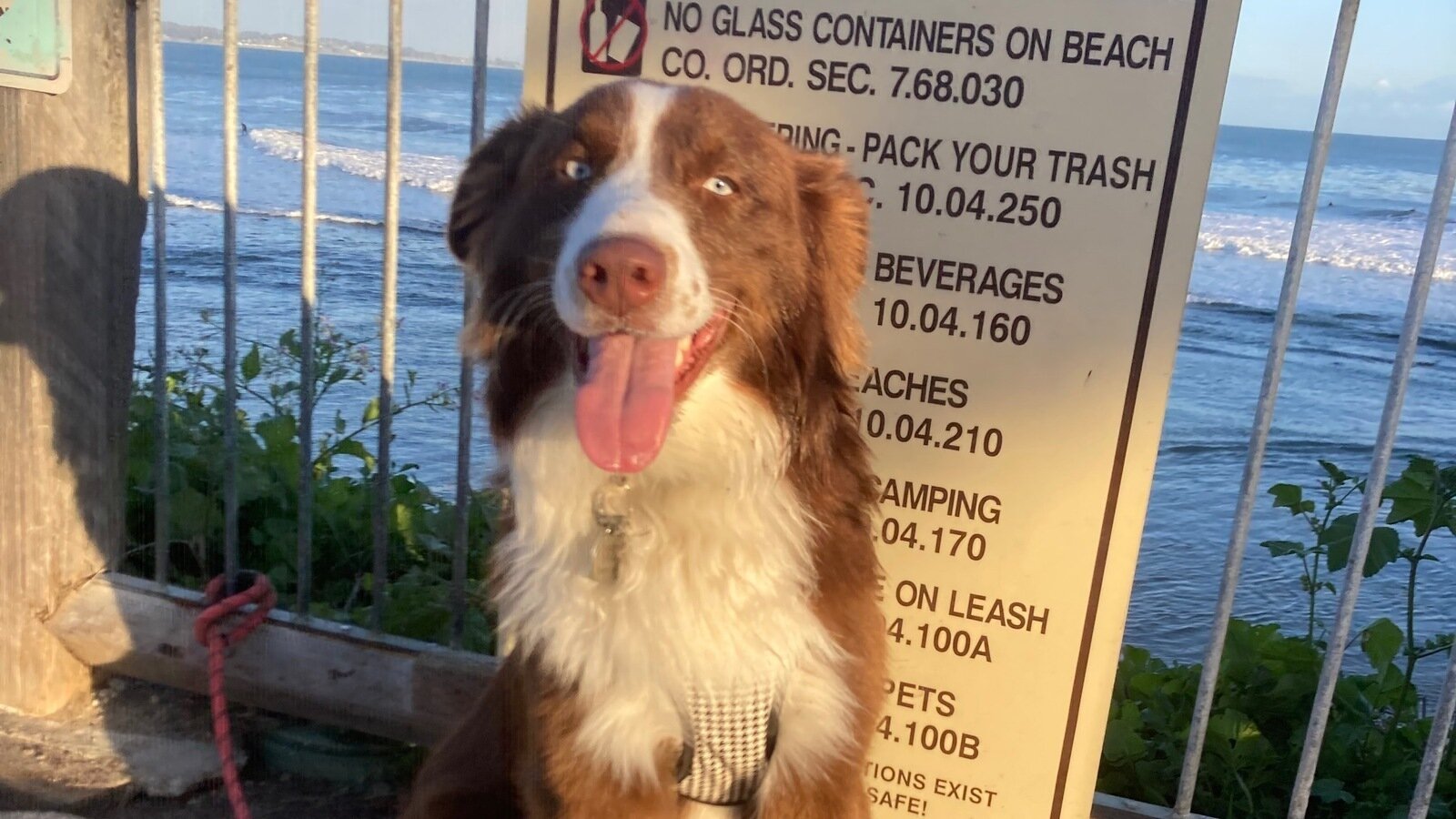 Petition · Allow designated days for leashed dogs to access Capitola