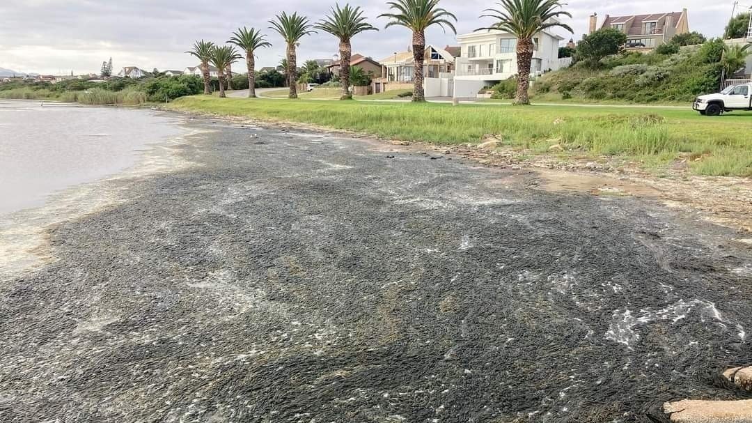 Petition · Save Jeffreys Bay Beaches and Seekoei River Estuary. South