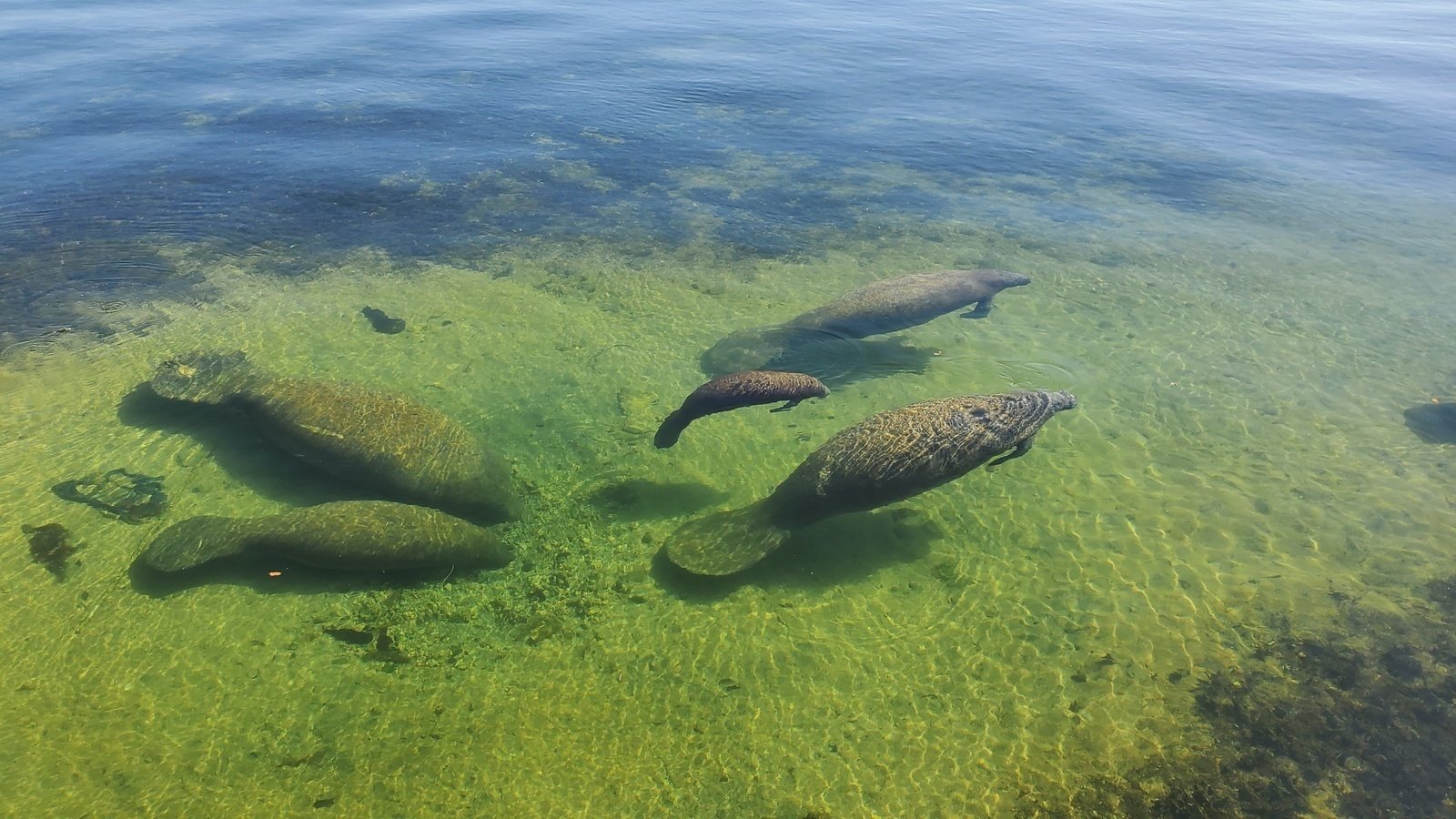 Petition · Save the manatees from being evicted - Miami, United States