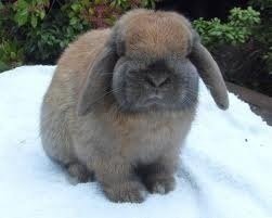 Petition · Legalise the keeping of registered, desexed and vaccinated ...