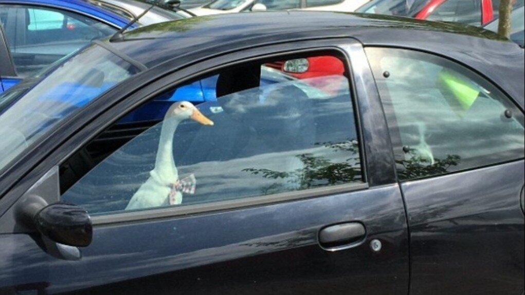 Petition · Give ducks drivers licenses United States ·