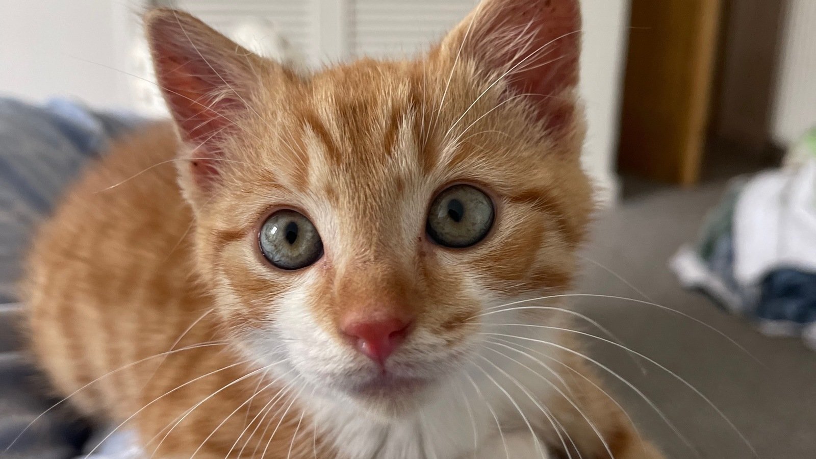 Petition · Make it a legal requirement to stop and report if you run