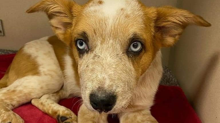 Petition · JUSTICE FOR LUX - United States · Change.org