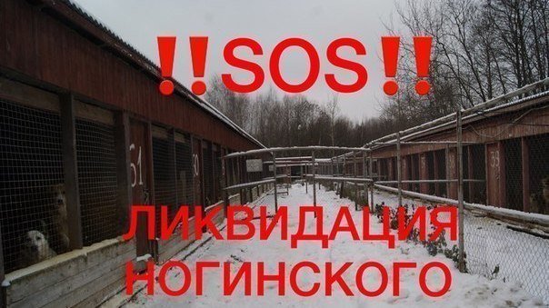 Хавал ногинск официальный