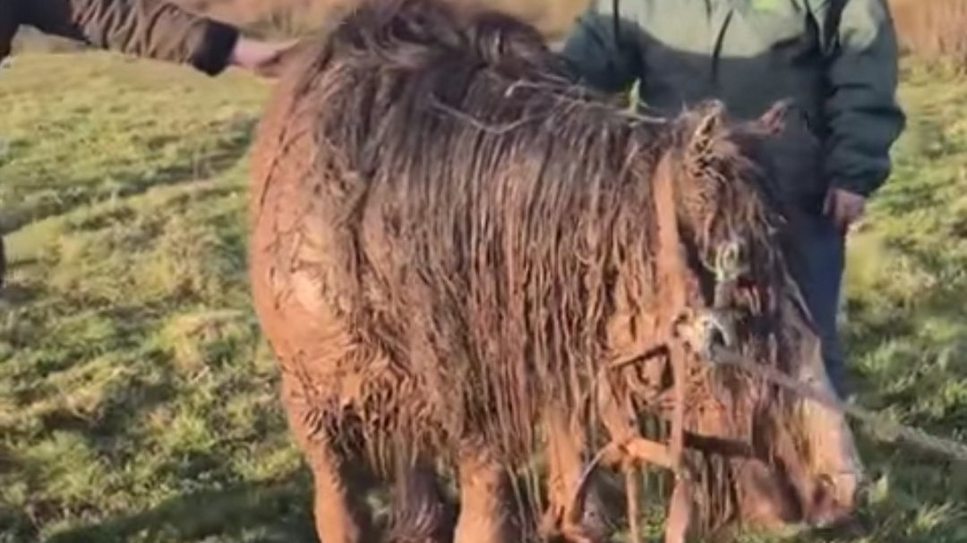 Petition · Make tethering of horses illegal ·