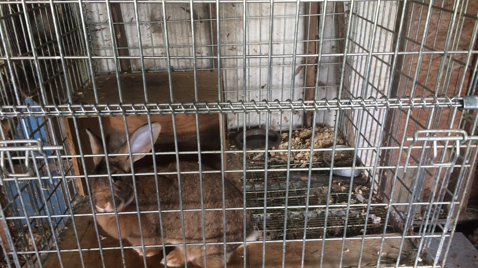 Unhealthy Rabbit Bottom Petition · Remove Rabbits From Unhealthy Housing & Neglectful Owners ...
