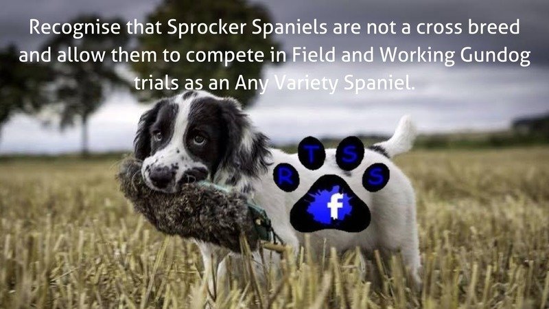 Peion Uk Kennel Club Recognise That Sprocker Spaniels Are Not Recognise That Sprocker Spaniels Are Not A Cross Breed And Allow Them To Compete In Field Working Gundog Trials As An Any Variety Spaniel
