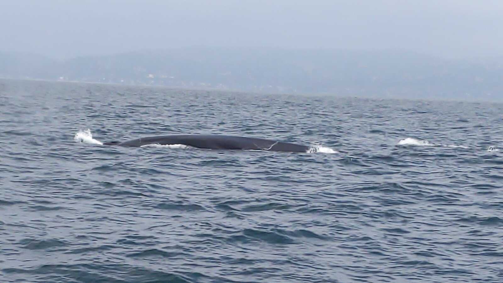 Petition · Stop taking whales from the ocean! - United States · Change.org
