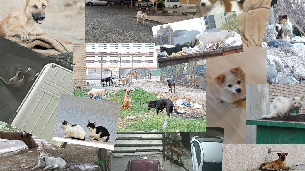Petition · New Law to protect Pet Animals in Kuwait Kuwait ·