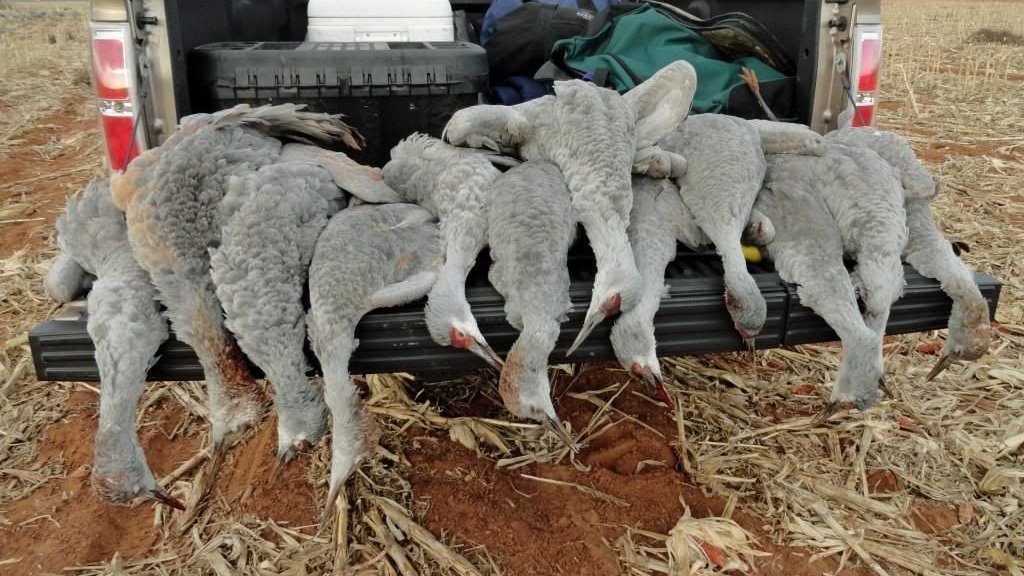 Petition · STOP the killing of Sandhill Cranes before it begins in