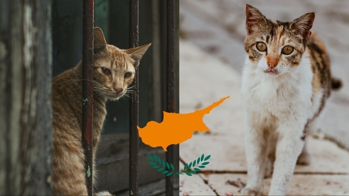 Petition · Help Feral Cats in Cyprus and Support for International