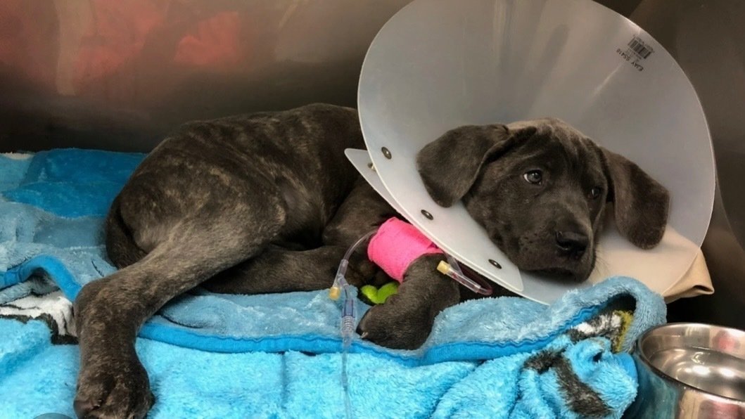 Petition · ReOpen Rochester’s Only Overnight Emergency Vet Office