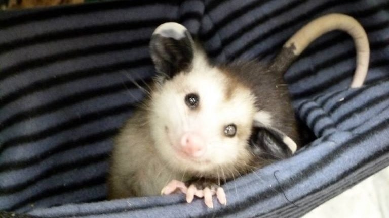 Petition · Get Apple to create an opossum emoji!!! · Change.org