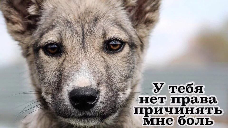 Петиция · Тестирование косметики и химии на животных. - Россия · Change.org