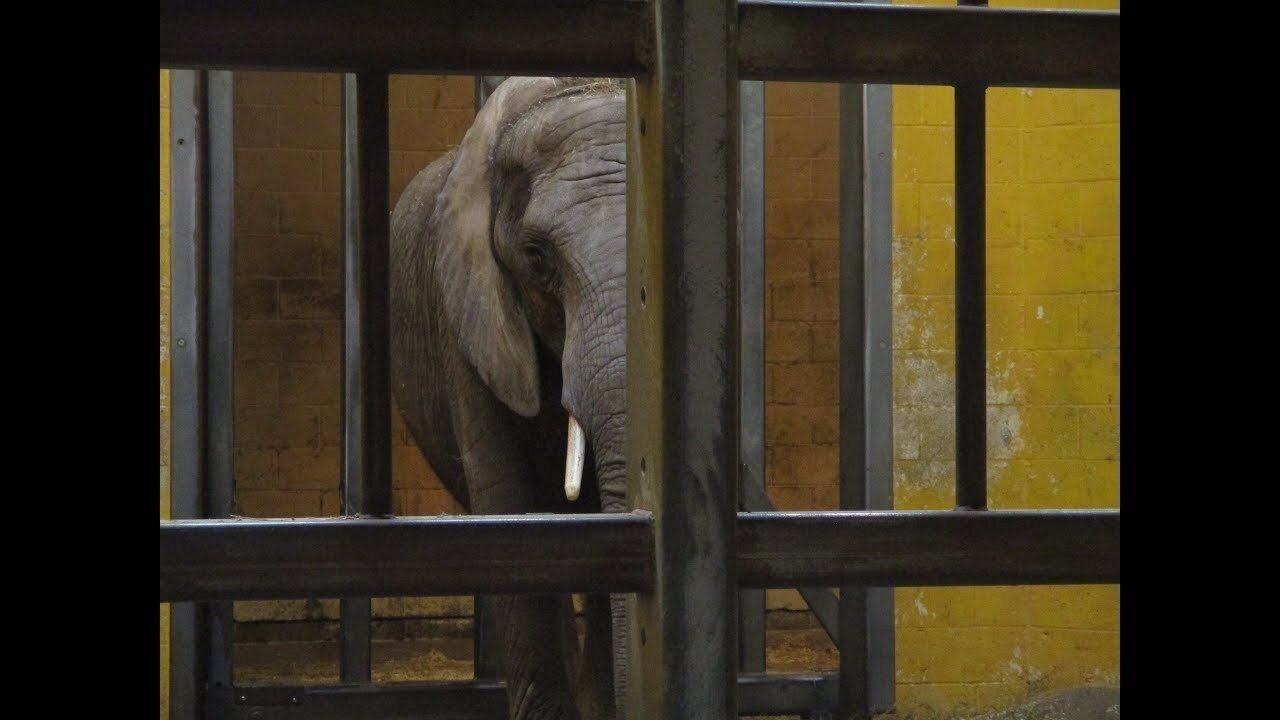Petition · Implement isolated zoo areas for animal well-being - United ...