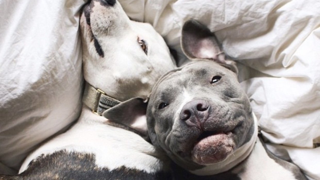 Petition Don t Bully These Breeds Change