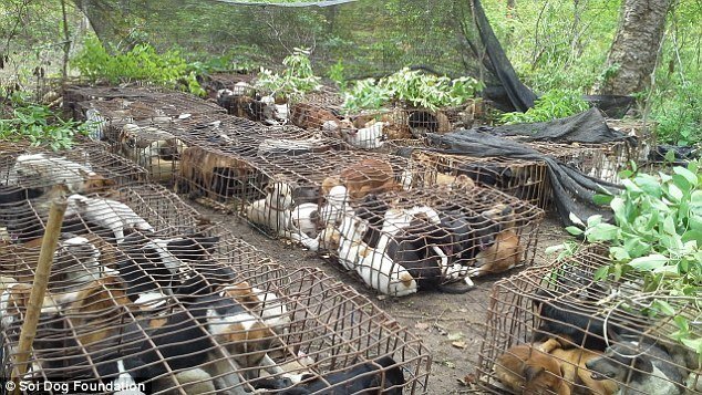 Petition · Stop PEOPLE from VIETNAM enter Australia RISK of rabies ...