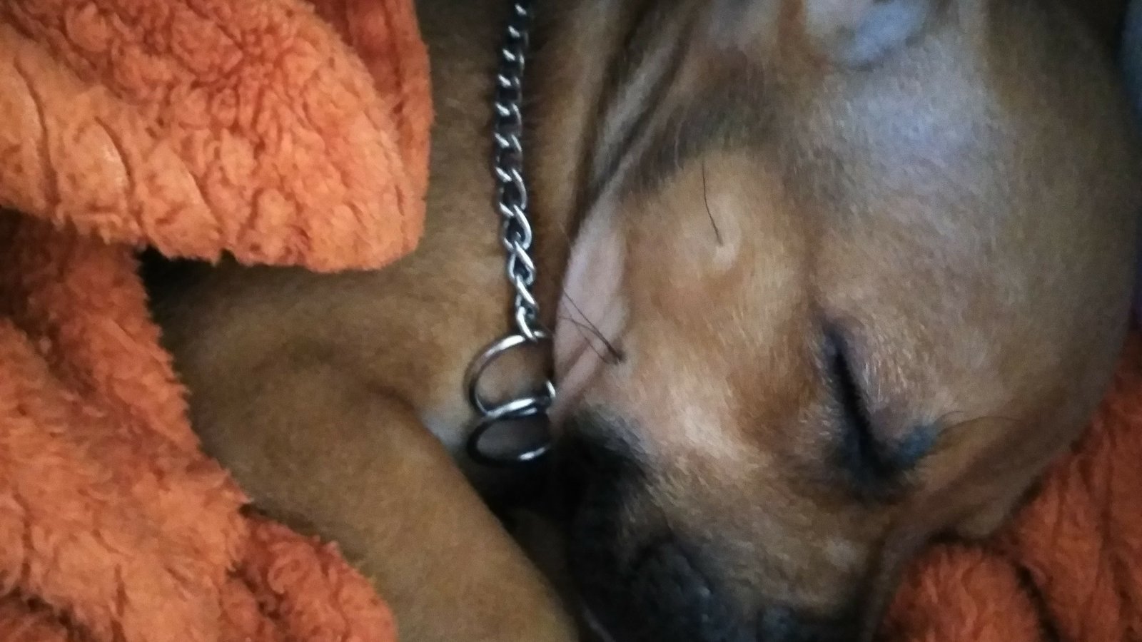 low income vet services near me