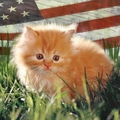 ChangeOrg profile picture for @kitten