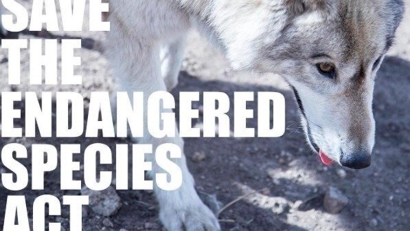 Petition · Save the endangered species Act - United States · Change.org