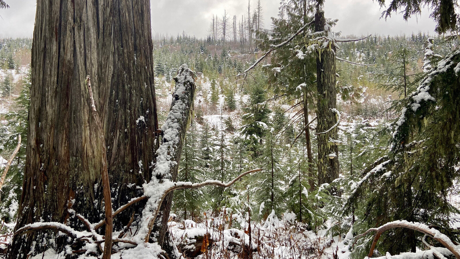 Petition Dismantle BC Timber Sales Canada Change petition-dismantle-bc-timber-sales-canada-change