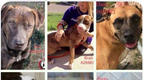 Petition · REFORM NUECES SHELTER IN ROBSTOWN, TEXAS - United States