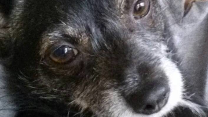 puppy party today show