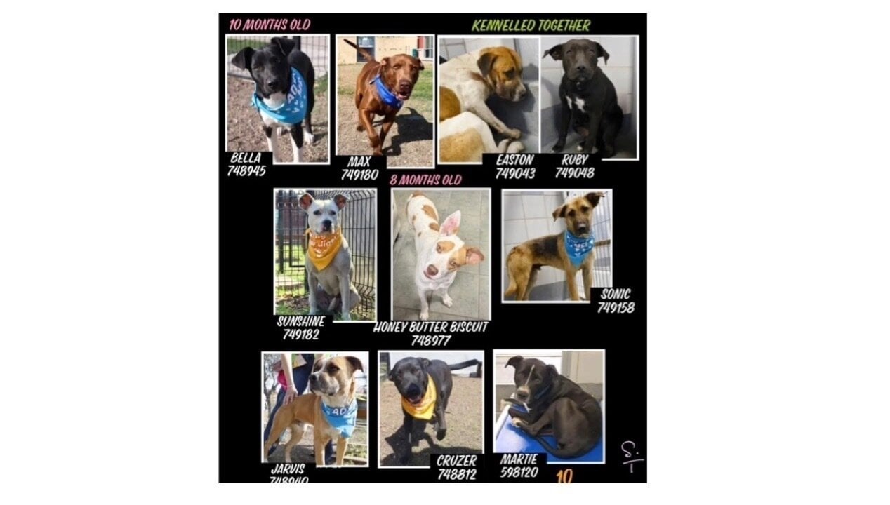 Petition · Urgent Action to Call for US Federal, State & Government ...