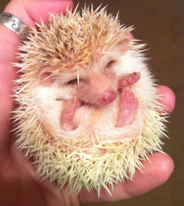 Petition · Make Hedgehogs legal in ·