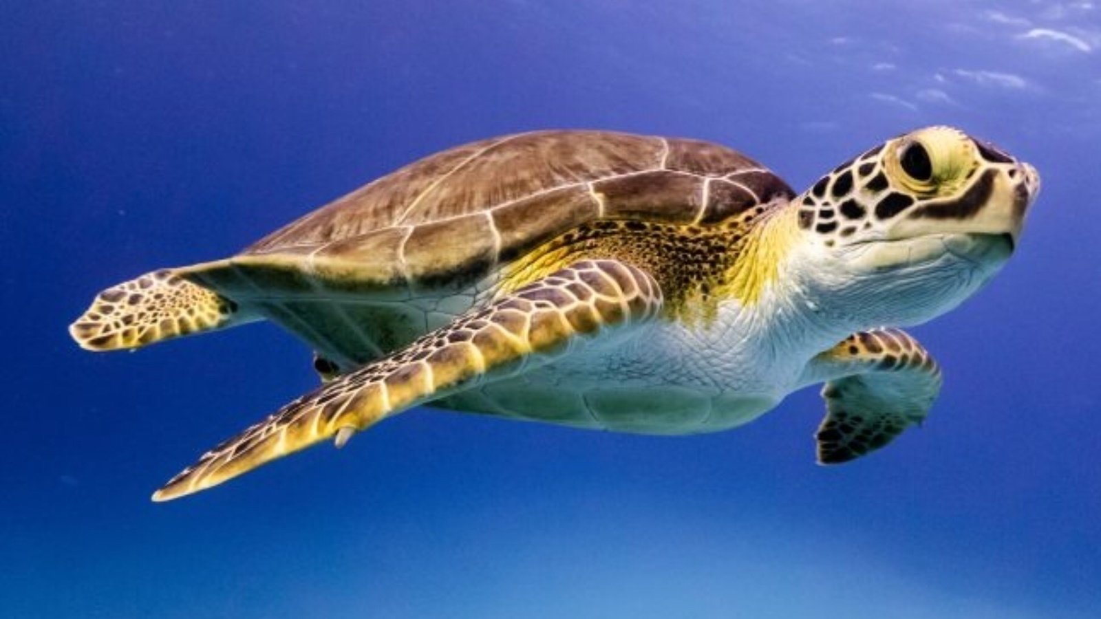 save the turtles hydro flask