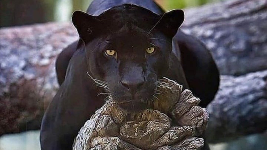 Animls Returning Petition · Let the animals return to their habitat! - India · Change.org