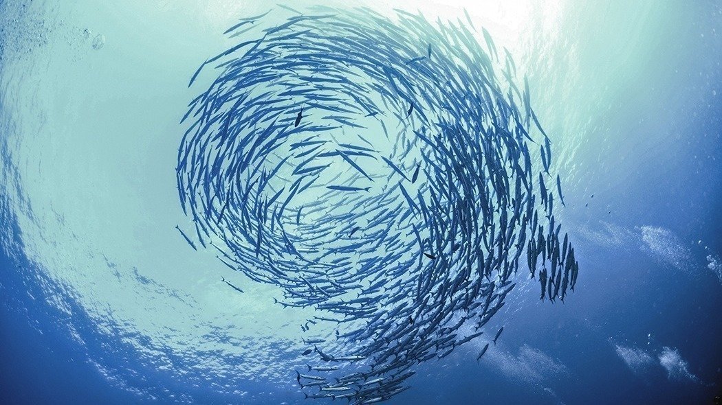 Petition · Lower Irish fishing quotas to the scientific advice