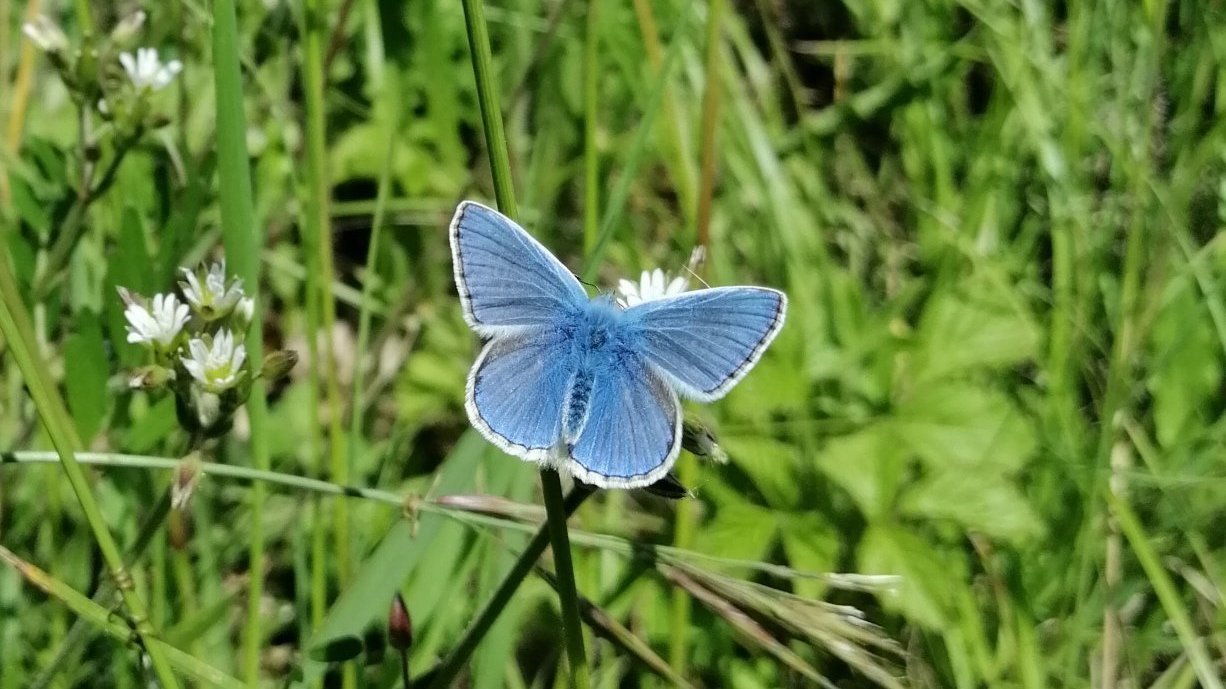 Petition · Kent County Council must maintain their land to maximise benefits for nature