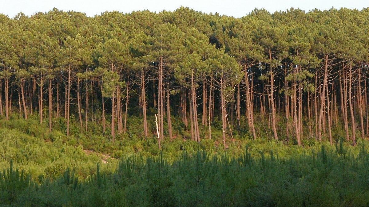 Pétition · Non à la déforestation de 1000 hectares de pins pour un parc